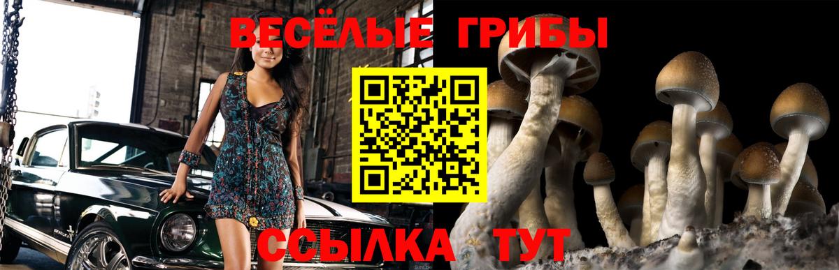 Псилоцибиновые грибы GOLDEN TEACHER Кашира
